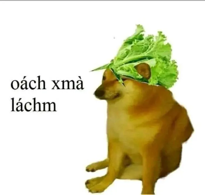 Khám phá 108+ meme hài hước, giải trí cực đã Khám phá 108+ meme hài hước, giải trí cực đã