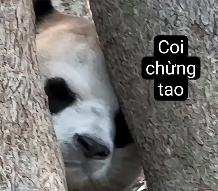 Khám phá 108+ meme hài hước, giải trí cực đã Khám phá 108+ meme hài hước, giải trí cực đã