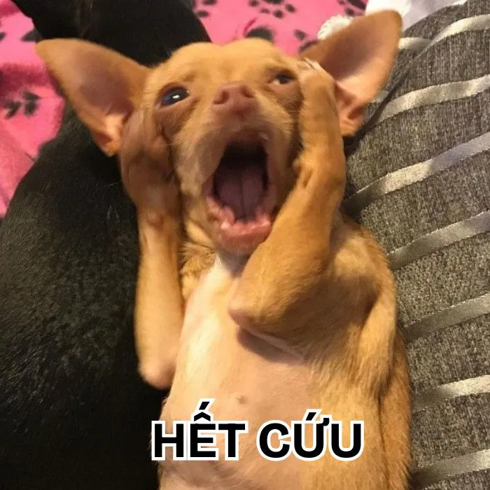 Khám phá 130+ meme hết cứu, hài hước bạn không thể bỏ lỡ