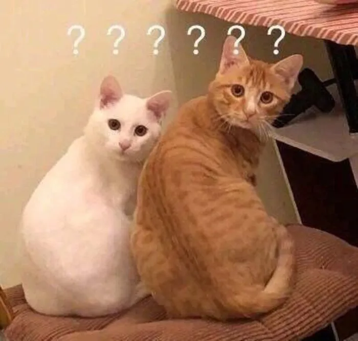 Tổng hợp 145+ meme hỏi chấm gây bão mạng xã hội