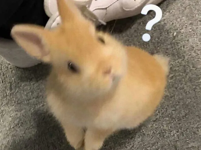Tổng hợp 145+ meme hỏi chấm gây bão mạng xã hội
