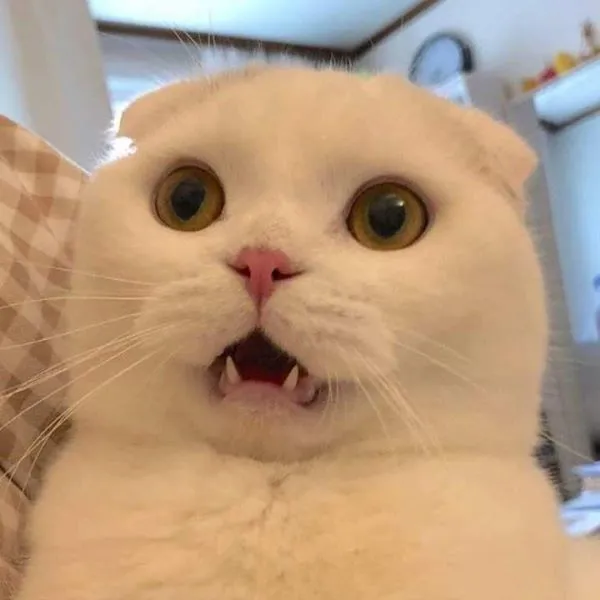Tổng hợp 187+ meme hốt hoảng khiến bạn cười ra nước mắt