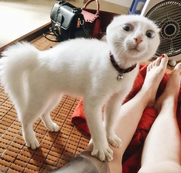 Tổng hợp 187+ meme hốt hoảng khiến bạn cười ra nước mắt