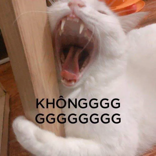 Tổng hợp 187+ meme hốt hoảng khiến bạn cười ra nước mắt
