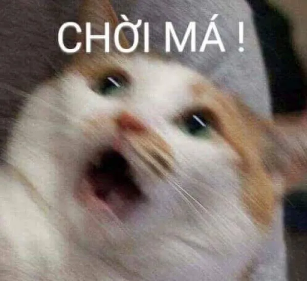 Tổng hợp 187+ meme hốt hoảng khiến bạn cười ra nước mắt