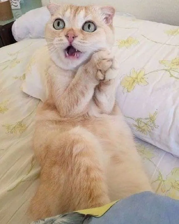Tổng hợp 187+ meme hốt hoảng khiến bạn cười ra nước mắt