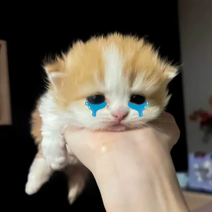 Tổng hợp 180+ meme khóc hài hước cực đỉnh