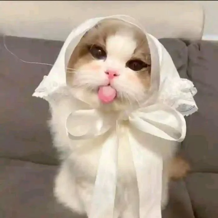 Khám phá 147+ meme lêu lêu hài hước, siêu độc đáo Khám phá 147+ meme lêu lêu hài hước, siêu độc đáo