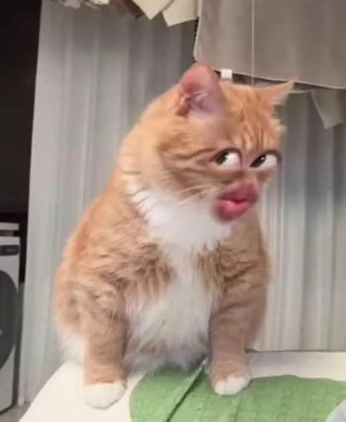 238+ meme liếc biểu cảm độc đáo, giải trí đỉnh cao