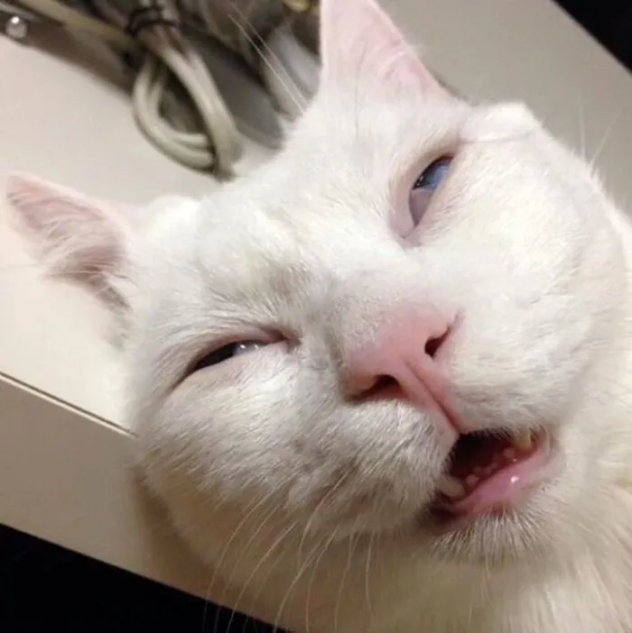 238+ meme liếc biểu cảm độc đáo, giải trí đỉnh cao
