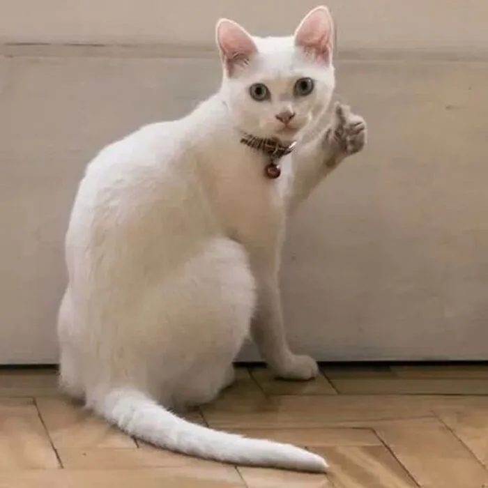 Khám phá 99+ ảnh meme like cực hài hước khuấy đảo mạng xã hội