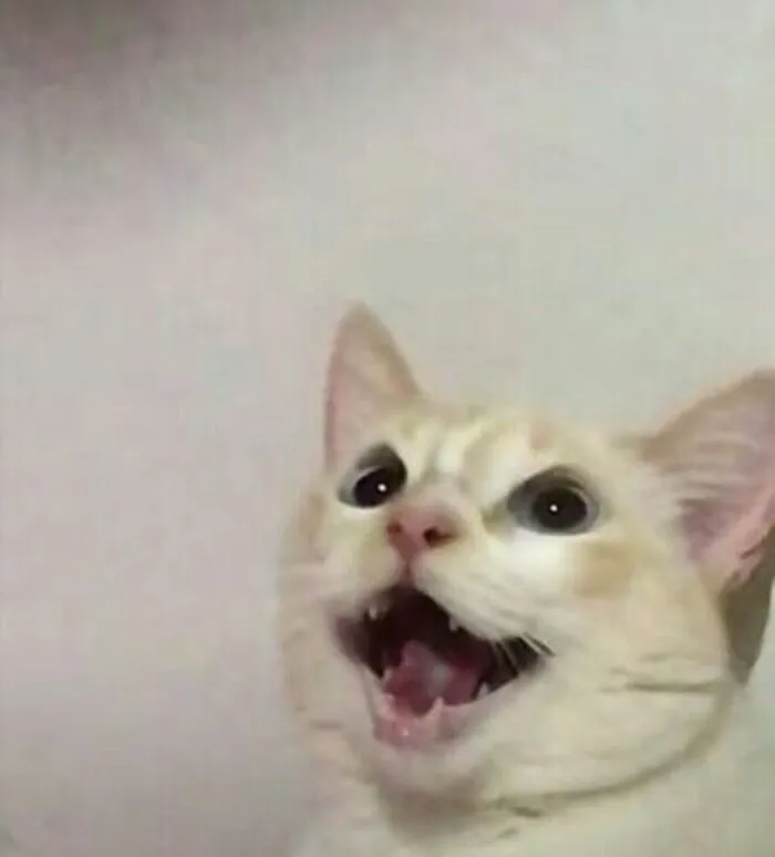 Thư giãn với 123+ meme mèo hài hước nhất mọi thời đại Thư giãn với 123+ meme mèo hài hước nhất mọi thời đại