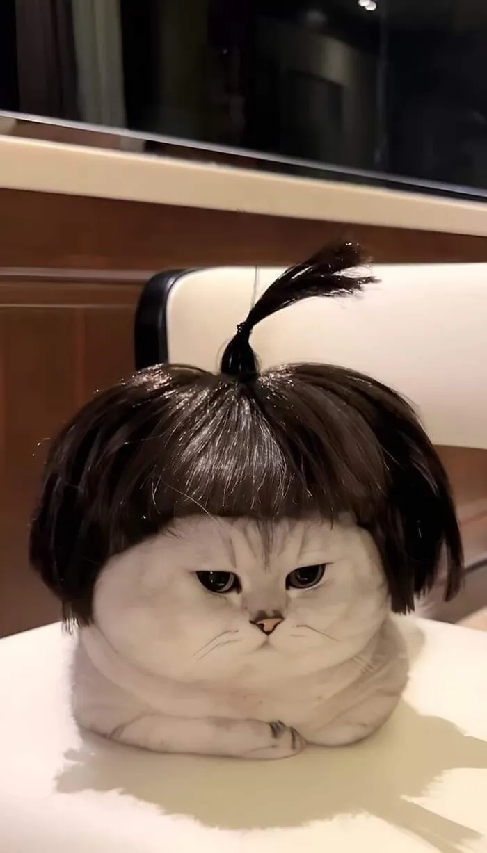 Thư giãn với 123+ meme mèo hài hước nhất mọi thời đại Thư giãn với 123+ meme mèo hài hước nhất mọi thời đại