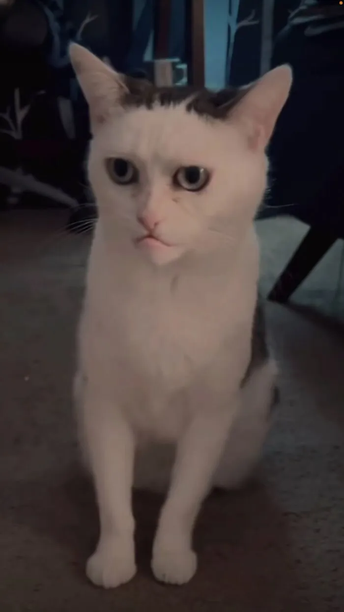 Thư giãn với 123+ meme mèo hài hước nhất mọi thời đại Thư giãn với 123+ meme mèo hài hước nhất mọi thời đại