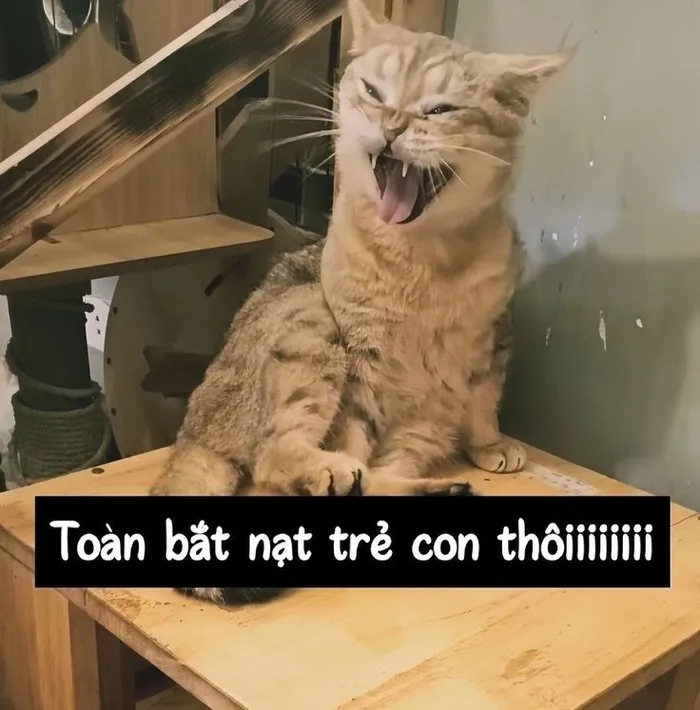 Top 187+ meme mèo bựa: Cười thả ga với ảnh độc lạ nhất