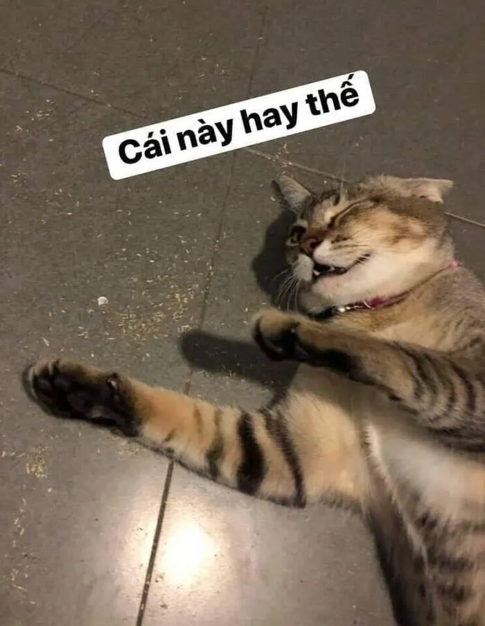 Top 187+ meme mèo bựa: Cười thả ga với ảnh độc lạ nhất