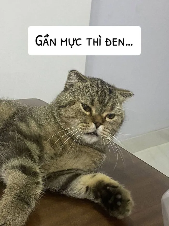 Top 187+ meme mèo bựa: Cười thả ga với ảnh độc lạ nhất