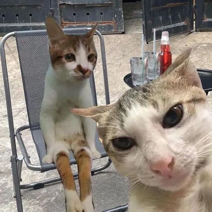 Top 187+ meme mèo bựa: Cười thả ga với ảnh độc lạ nhất