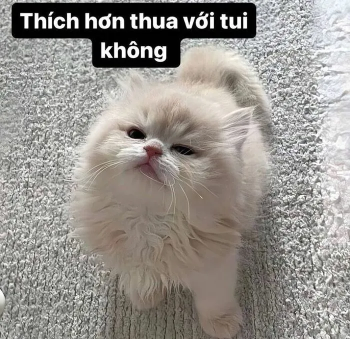 Top 187+ meme mèo bựa: Cười thả ga với ảnh độc lạ nhất
