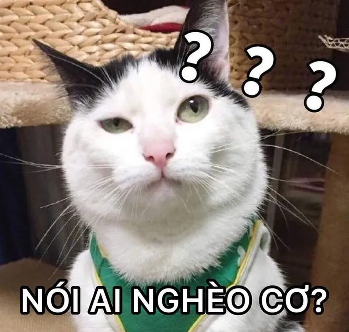 Top 187+ meme mèo bựa: Cười thả ga với ảnh độc lạ nhất