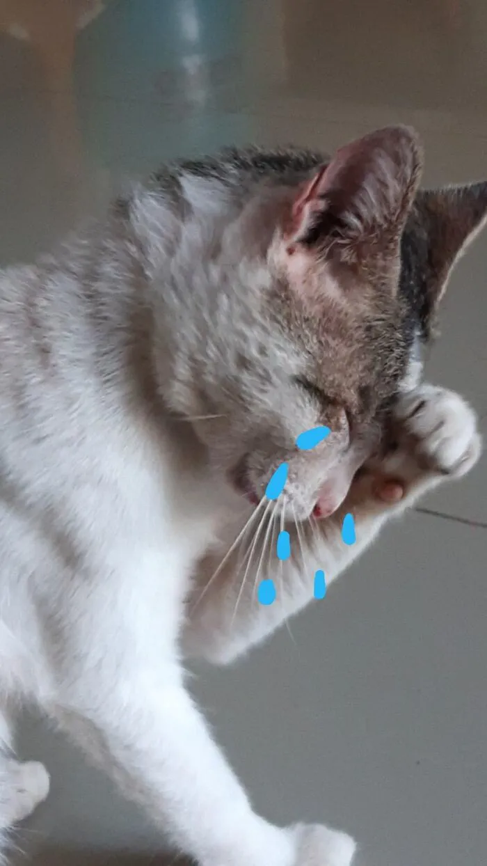 Tuyển tập 187+ meme mèo buồn khiến dân mạng 'tan chảy' mọi lúc
