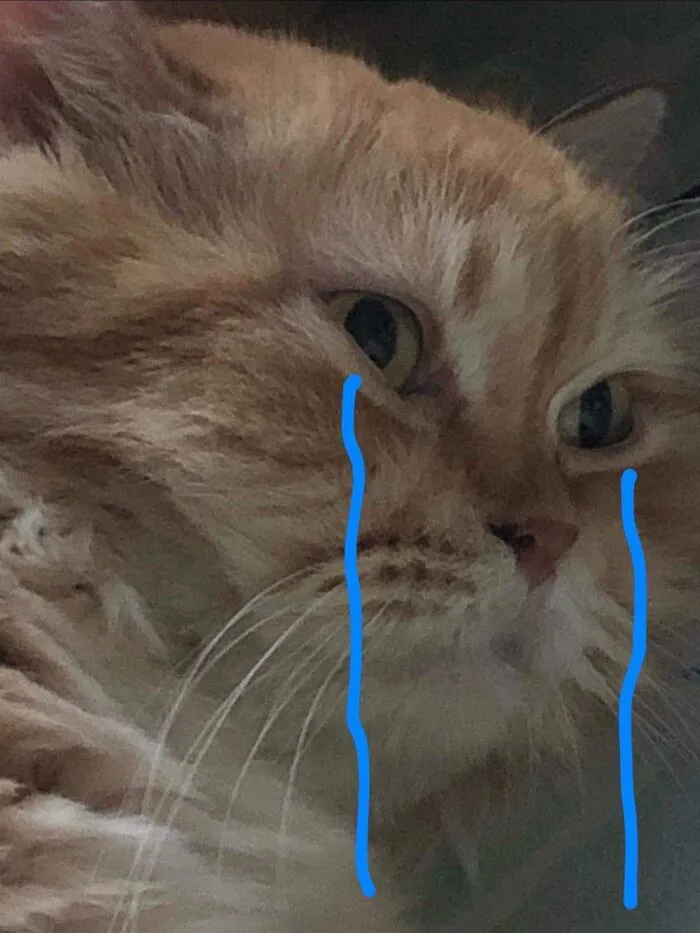 Tuyển tập 187+ meme mèo buồn khiến dân mạng 'tan chảy' mọi lúc