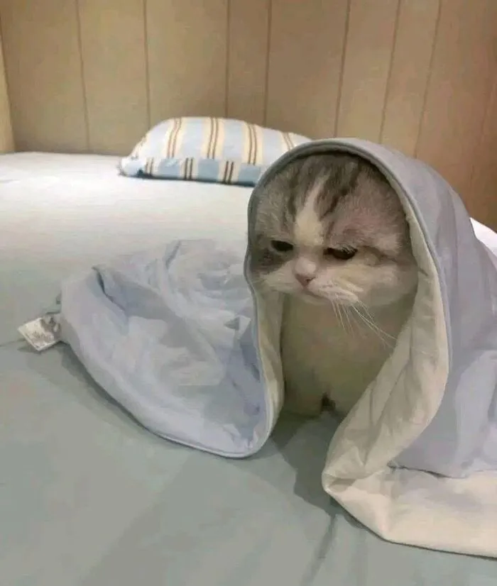Tuyển tập 187+ meme mèo buồn khiến dân mạng 'tan chảy' mọi lúc