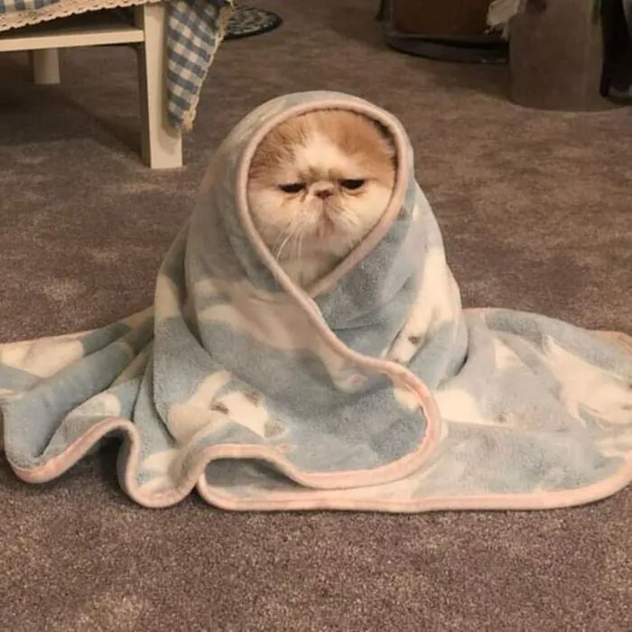Thư giãn với 123+ meme mèo hài hước nhất mọi thời đại Thư giãn với 123+ meme mèo hài hước nhất mọi thời đại