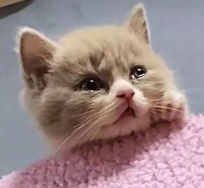 Tuyển tập 187+ meme mèo buồn khiến dân mạng 'tan chảy' mọi lúc
