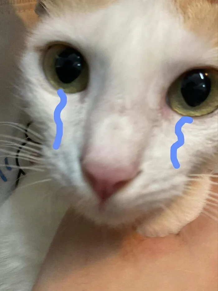 Tuyển tập 187+ meme mèo buồn khiến dân mạng 'tan chảy' mọi lúc
