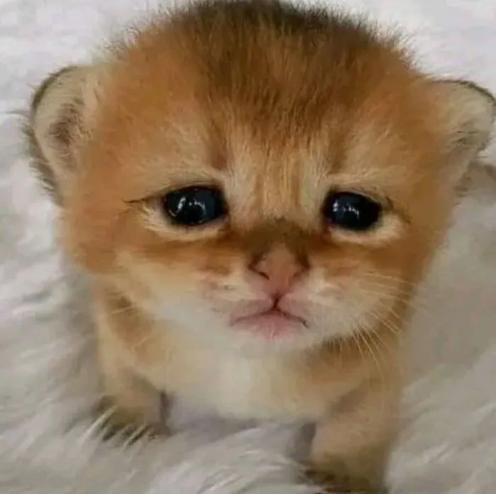 Tuyển tập 187+ meme mèo buồn khiến dân mạng 'tan chảy' mọi lúc