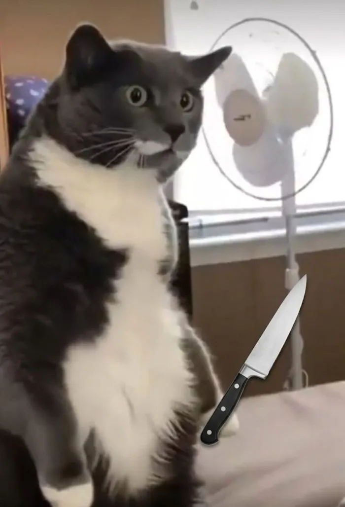 Mê mẩn loạt meme mèo cầm dao 'chất hơn nước cất'!