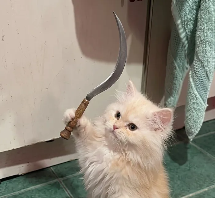 Mê mẩn loạt meme mèo cầm dao 'chất hơn nước cất'!