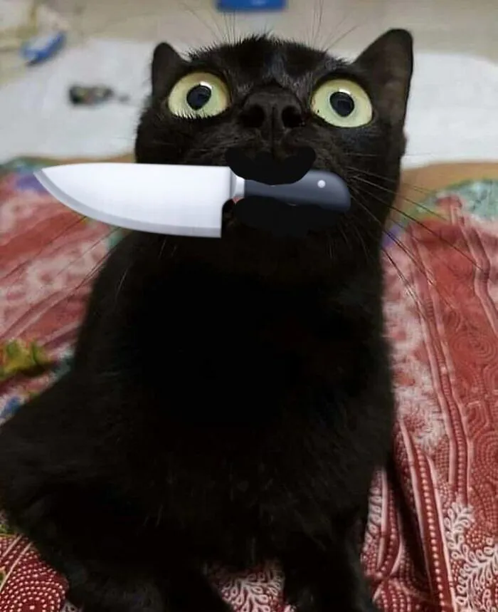 Mê mẩn loạt meme mèo cầm dao 'chất hơn nước cất'!