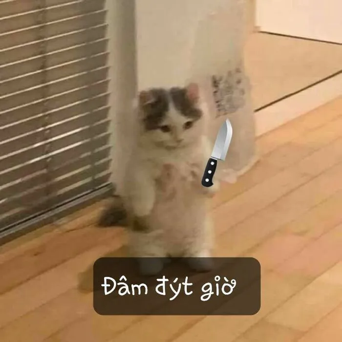 Mê mẩn loạt meme mèo cầm dao 'chất hơn nước cất'!