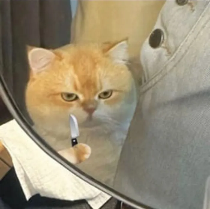 Mê mẩn loạt meme mèo cầm dao 'chất hơn nước cất'!