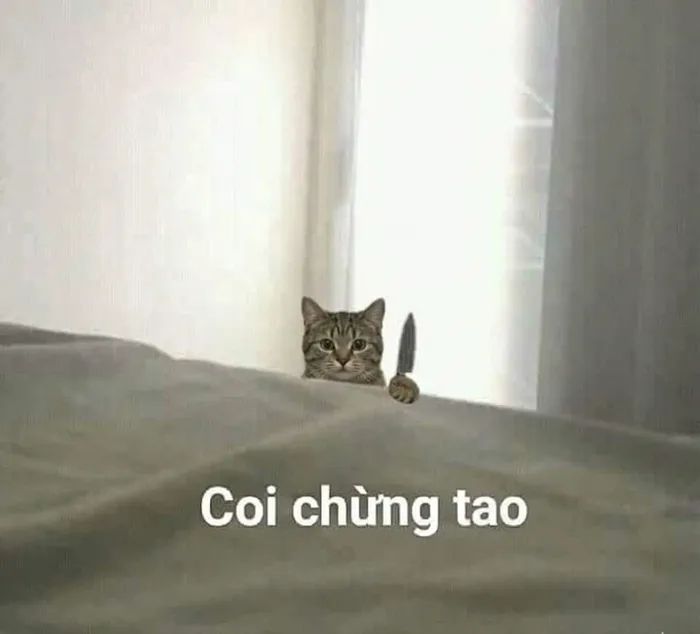 Mê mẩn loạt meme mèo cầm dao 'chất hơn nước cất'!
