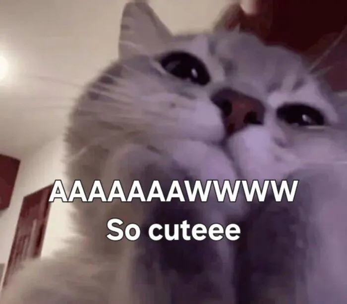 Tuyển tập 238+ meme mèo cười 'cực mạnh' làm bạn 'lăn ra sàn'