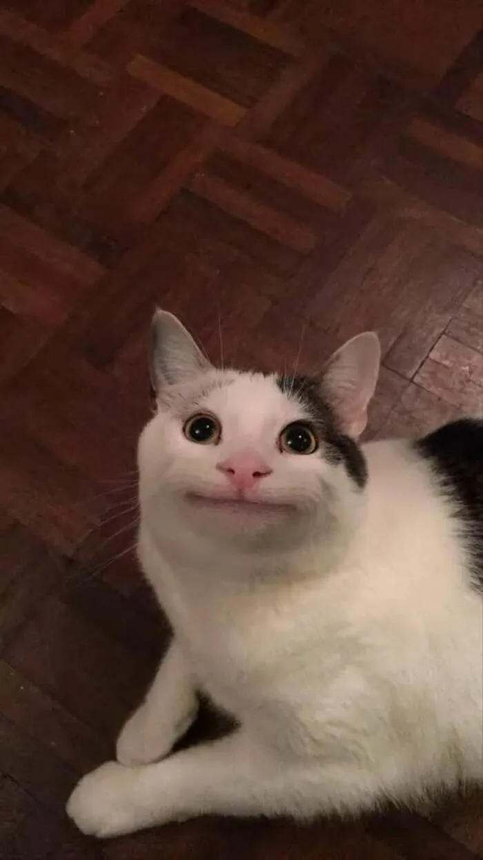 Tuyển tập 238+ meme mèo cười 'cực mạnh' làm bạn 'lăn ra sàn'