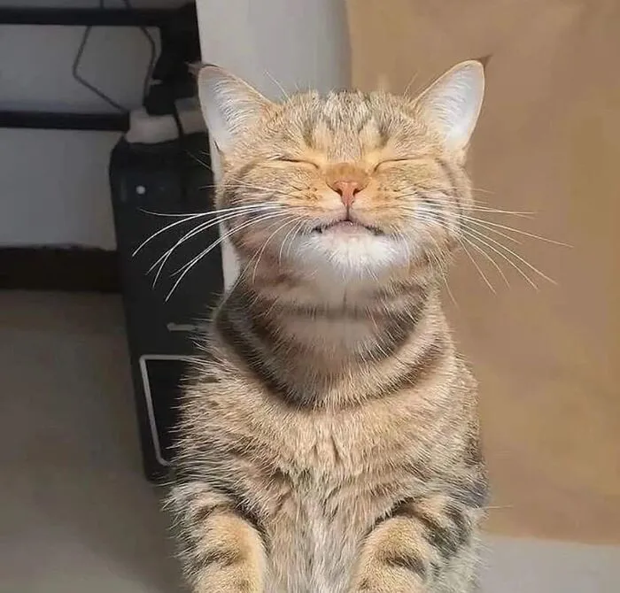 Tuyển tập 238+ meme mèo cười 'cực mạnh' làm bạn 'lăn ra sàn'
