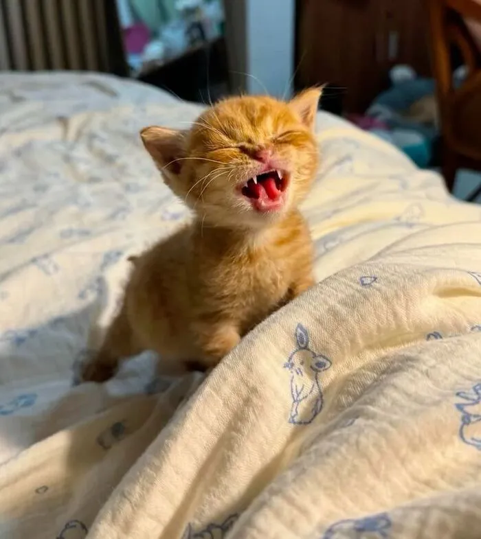 Tuyển tập 238+ meme mèo cười 'cực mạnh' làm bạn 'lăn ra sàn'