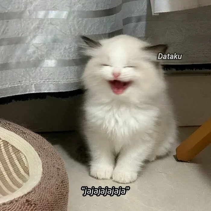 Tuyển tập 238+ meme mèo cười 'cực mạnh' làm bạn 'lăn ra sàn'