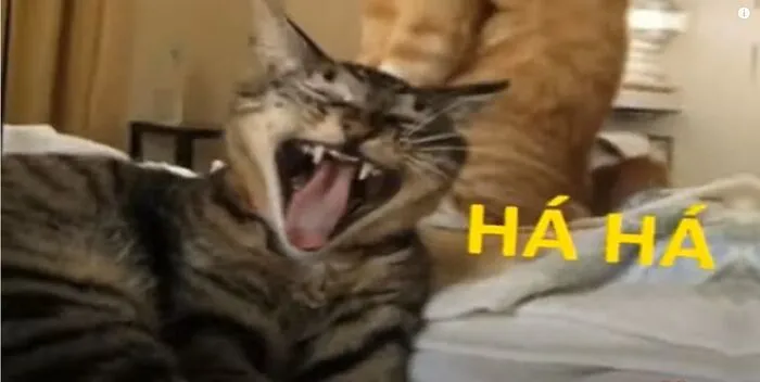 Tuyển tập 238+ meme mèo cười 'cực mạnh' làm bạn 'lăn ra sàn'
