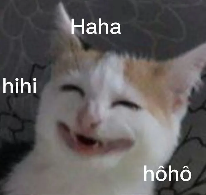 Tuyển tập 238+ meme mèo cười 'cực mạnh' làm bạn 'lăn ra sàn'
