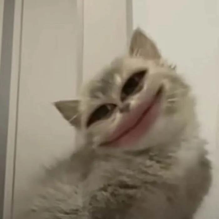 Tuyển tập 238+ meme mèo cười 'cực mạnh' làm bạn 'lăn ra sàn'
