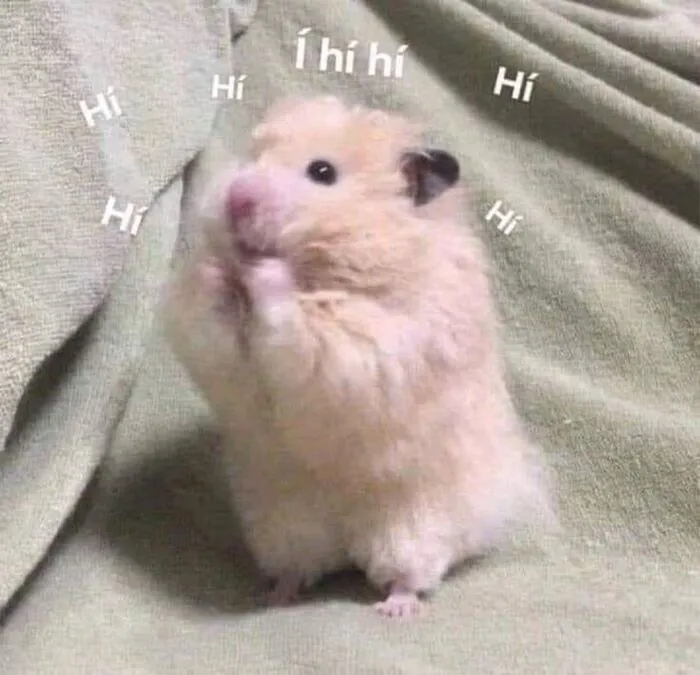 Tuyển tập 238+ meme mèo cười 'cực mạnh' làm bạn 'lăn ra sàn'