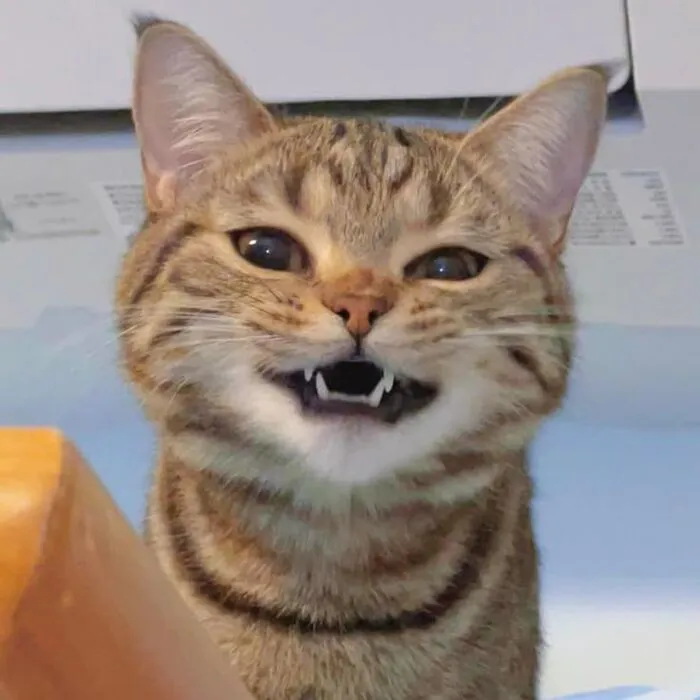 Tuyển tập 238+ meme mèo cười 'cực mạnh' làm bạn 'lăn ra sàn'
