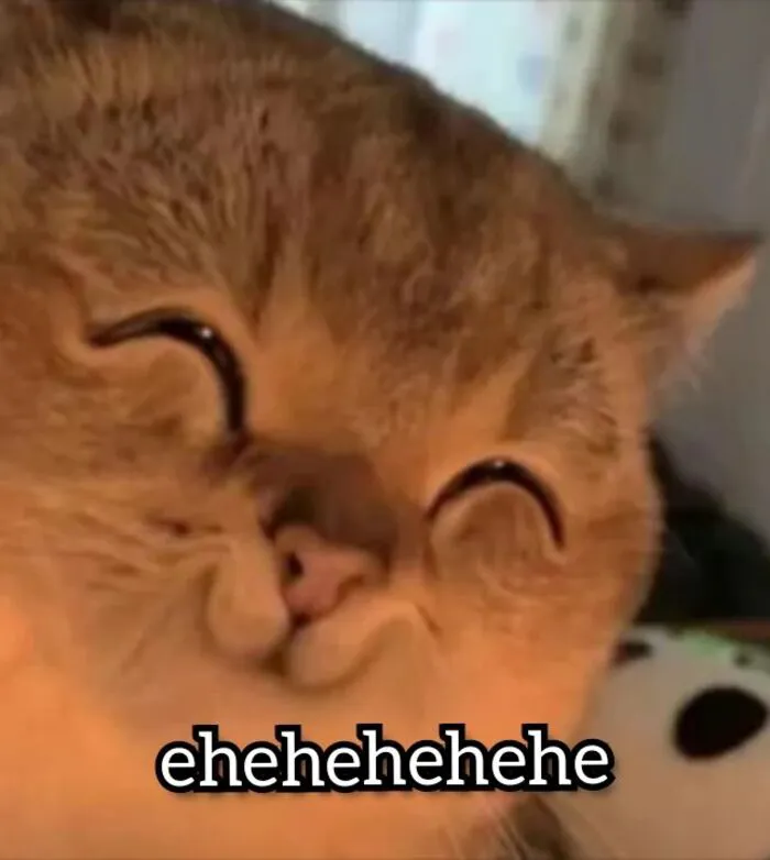Tuyển tập 238+ meme mèo cười 'cực mạnh' làm bạn 'lăn ra sàn'
