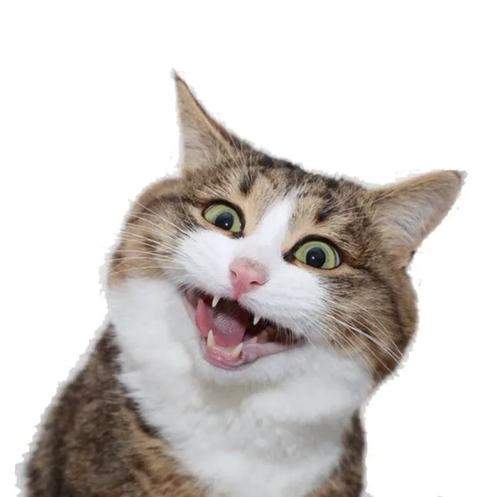 Tuyển tập 238+ meme mèo cười 'cực mạnh' làm bạn 'lăn ra sàn'
