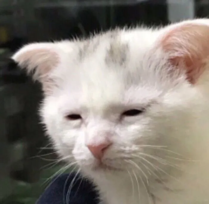 Thư giãn với 123+ meme mèo hài hước nhất mọi thời đại Thư giãn với 123+ meme mèo hài hước nhất mọi thời đại